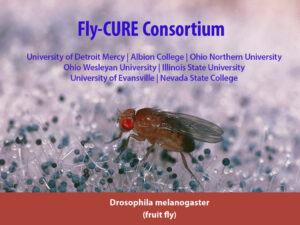 heading image with photo of fruit fly